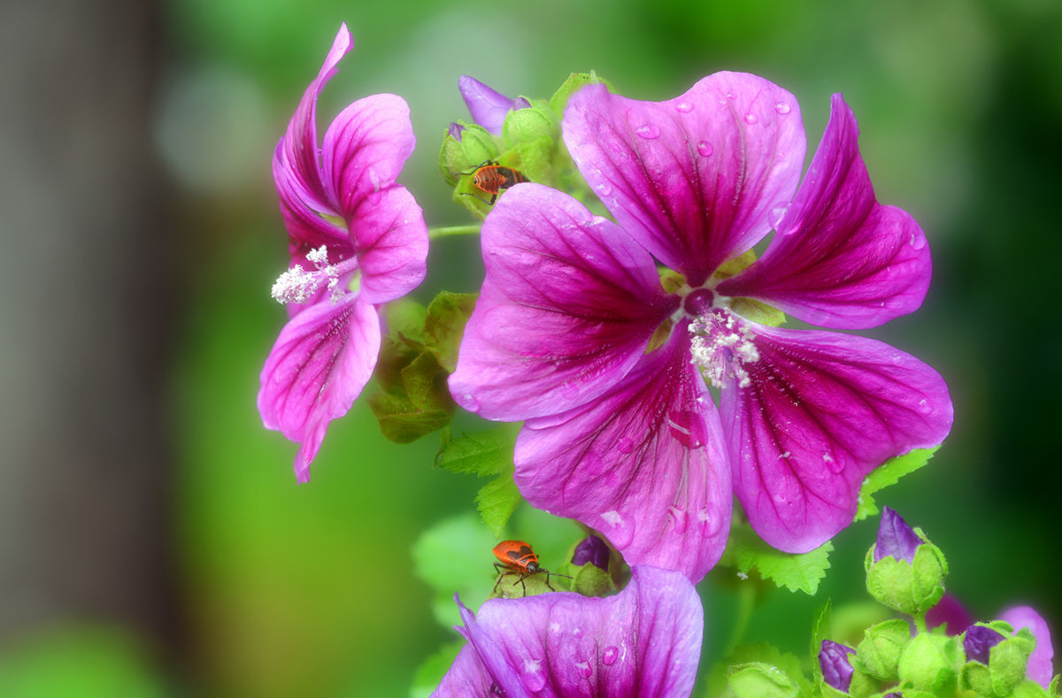 stock_rose_1200.jpg