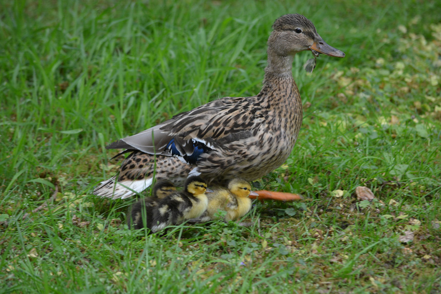 Stockente Nachwuchs 486