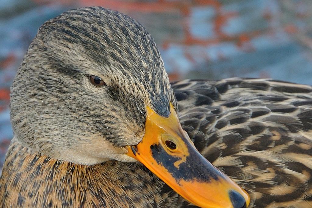 Stockente