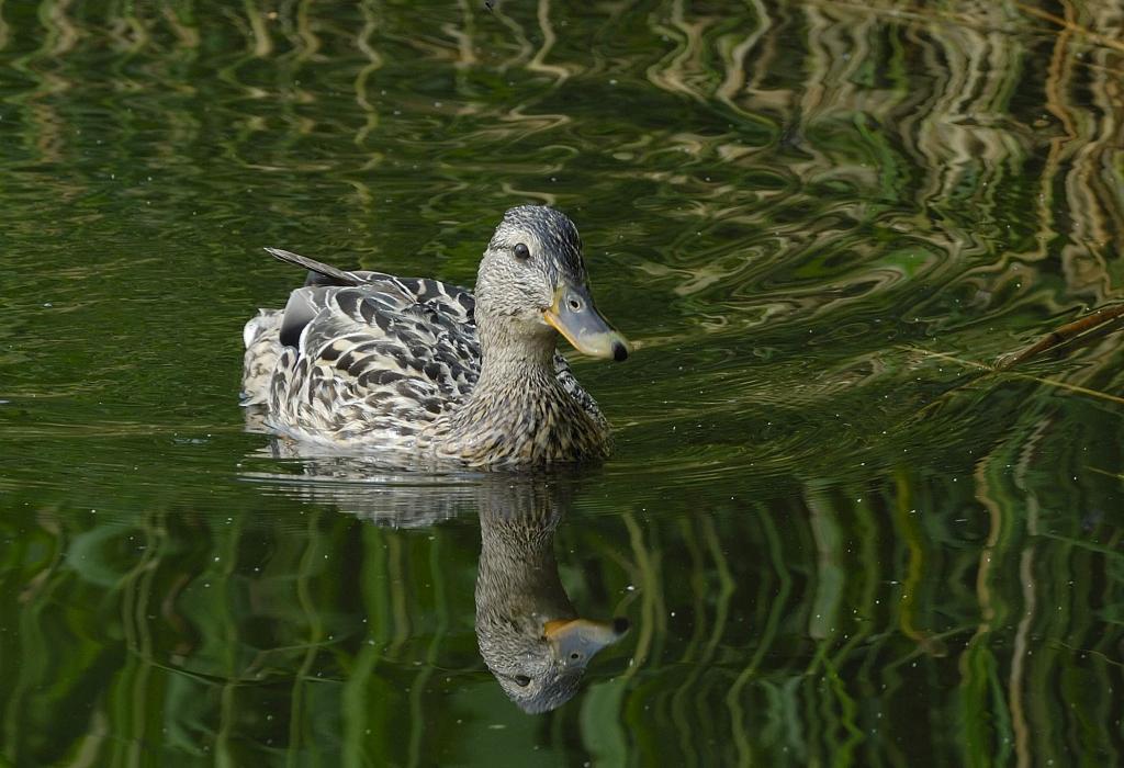 Stockente