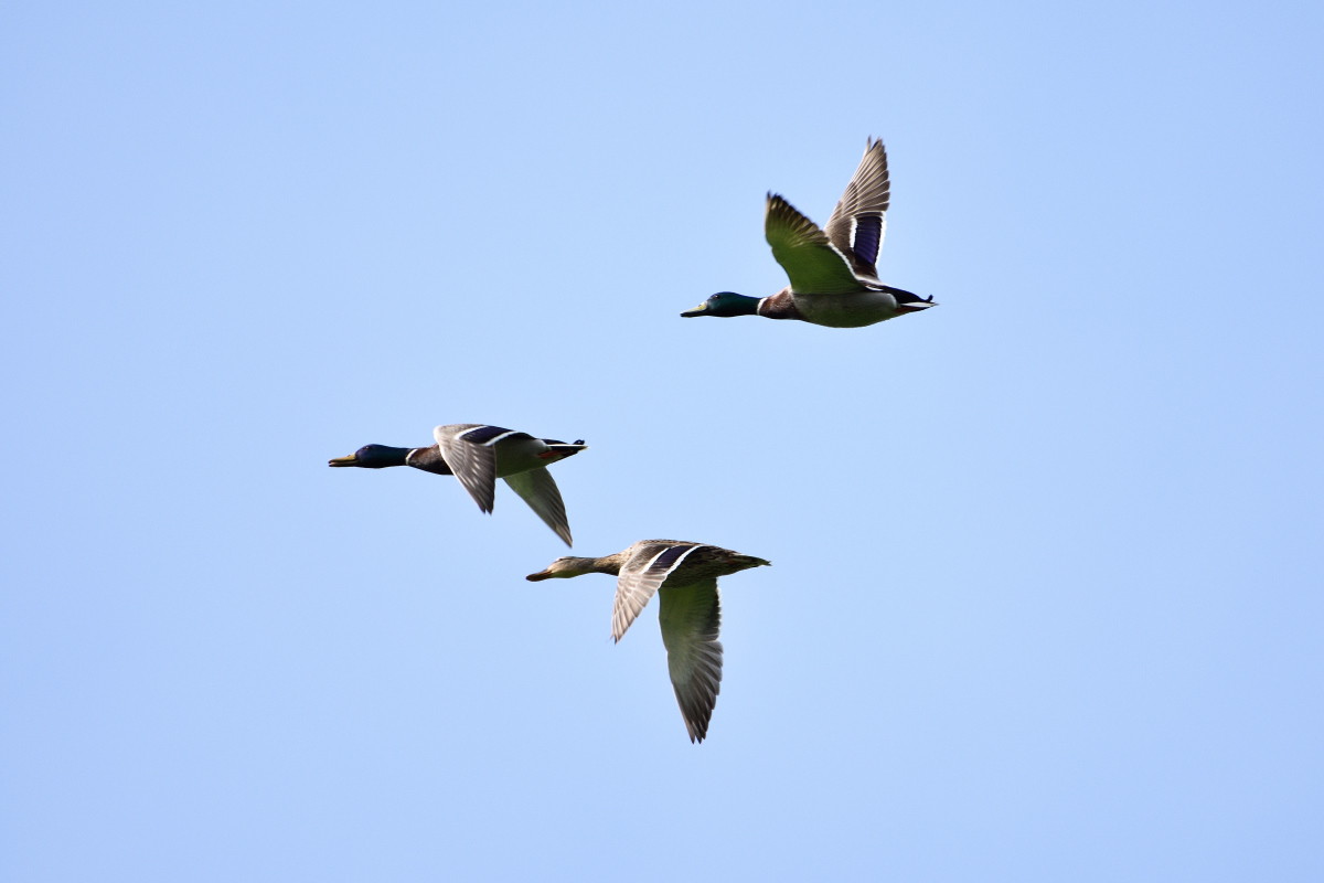 Stockenten 042016