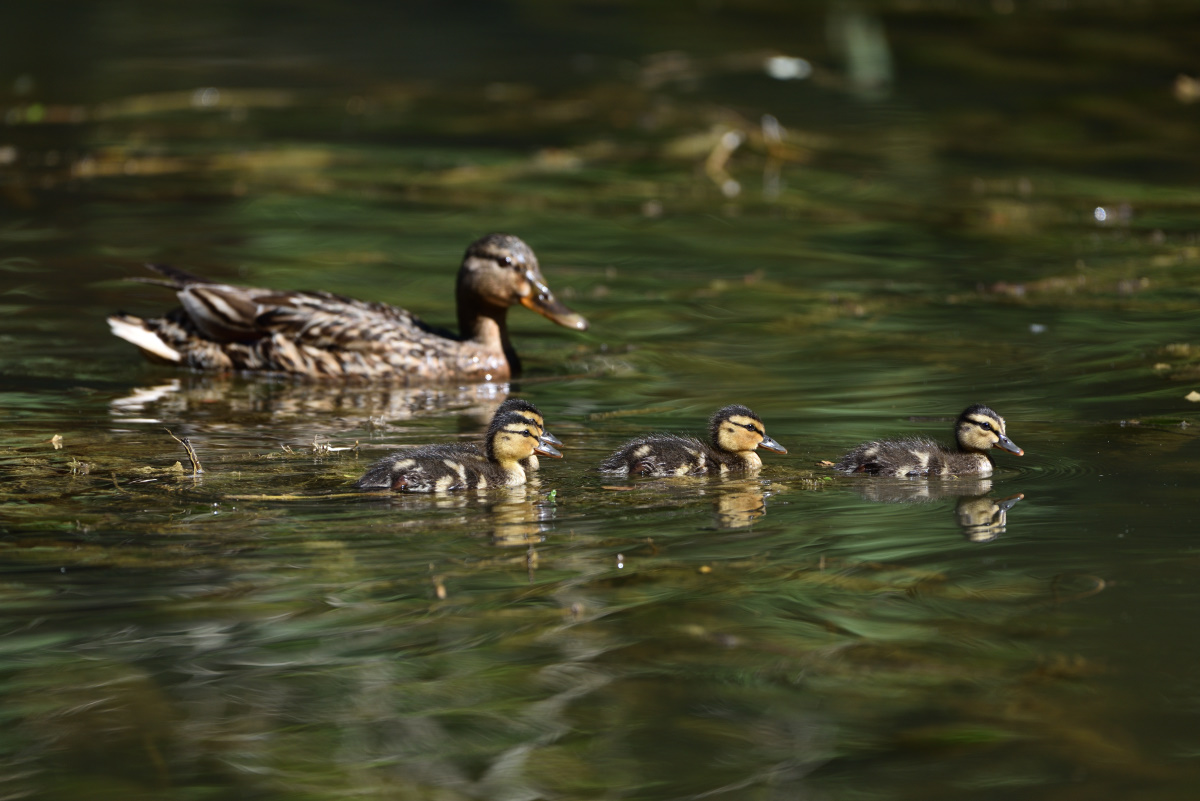 Stockentenfamilie 082016 2
