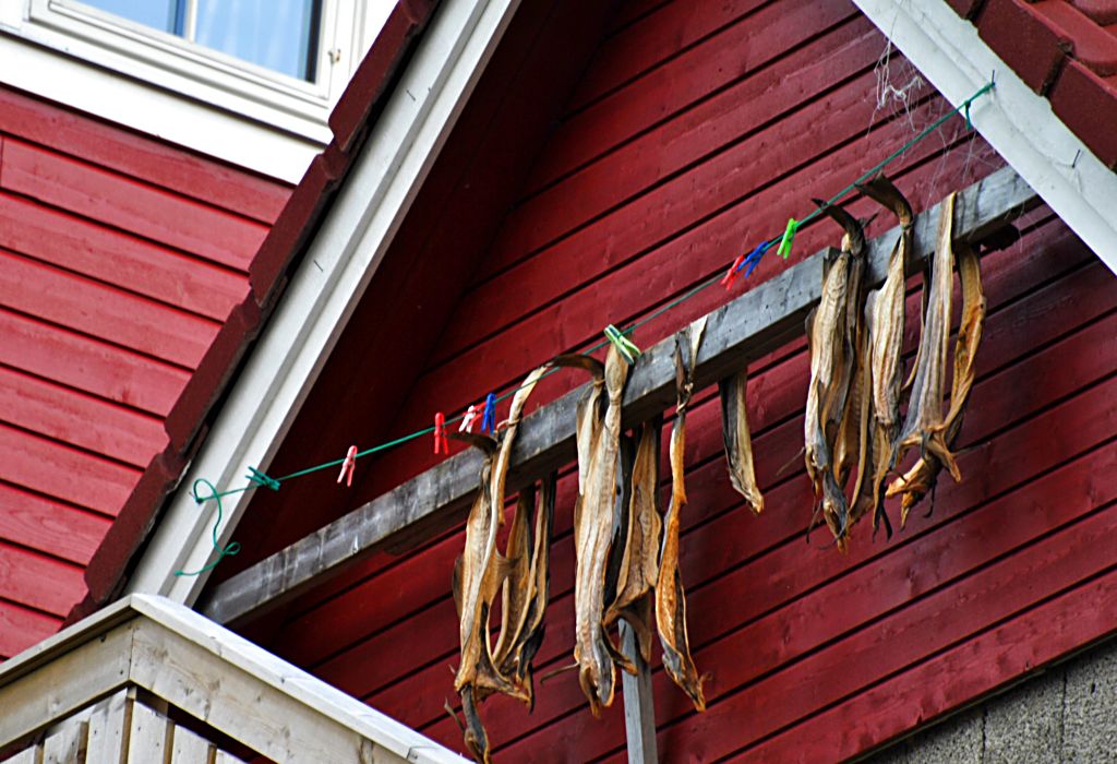 Stockfisch in Norge (189)