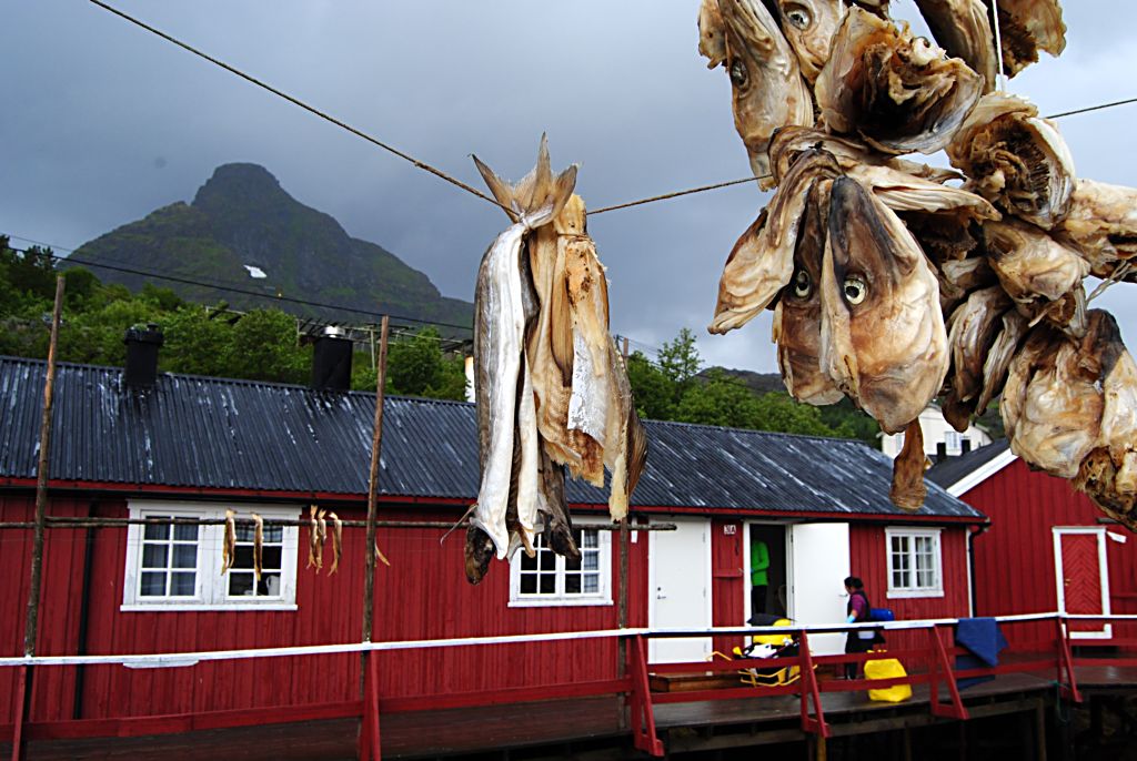 Stockfisch in Norge (48)
