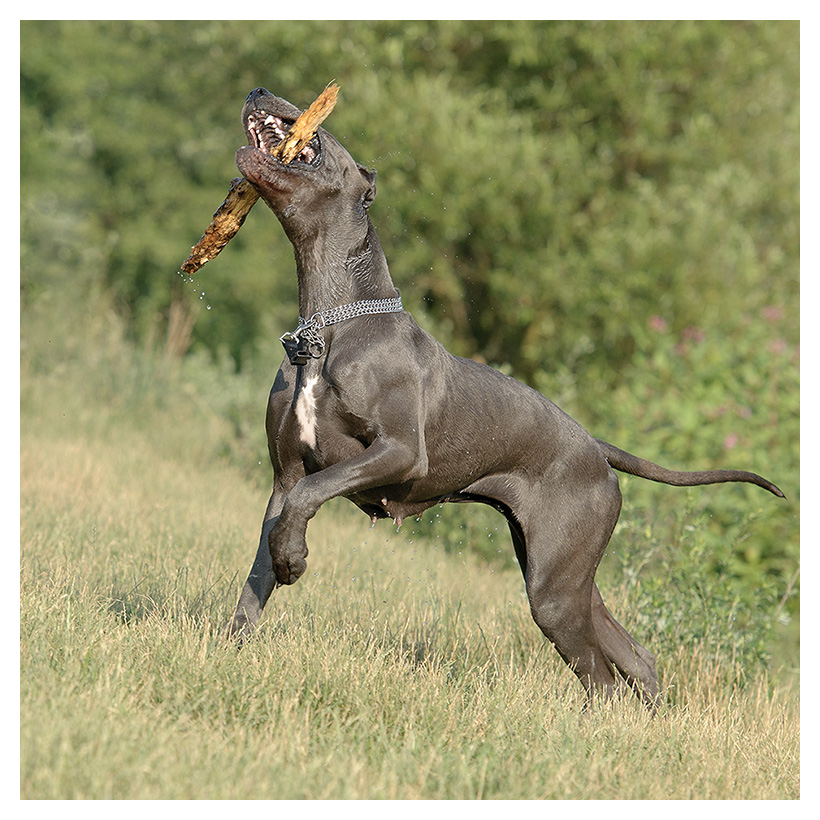 stolze dogge