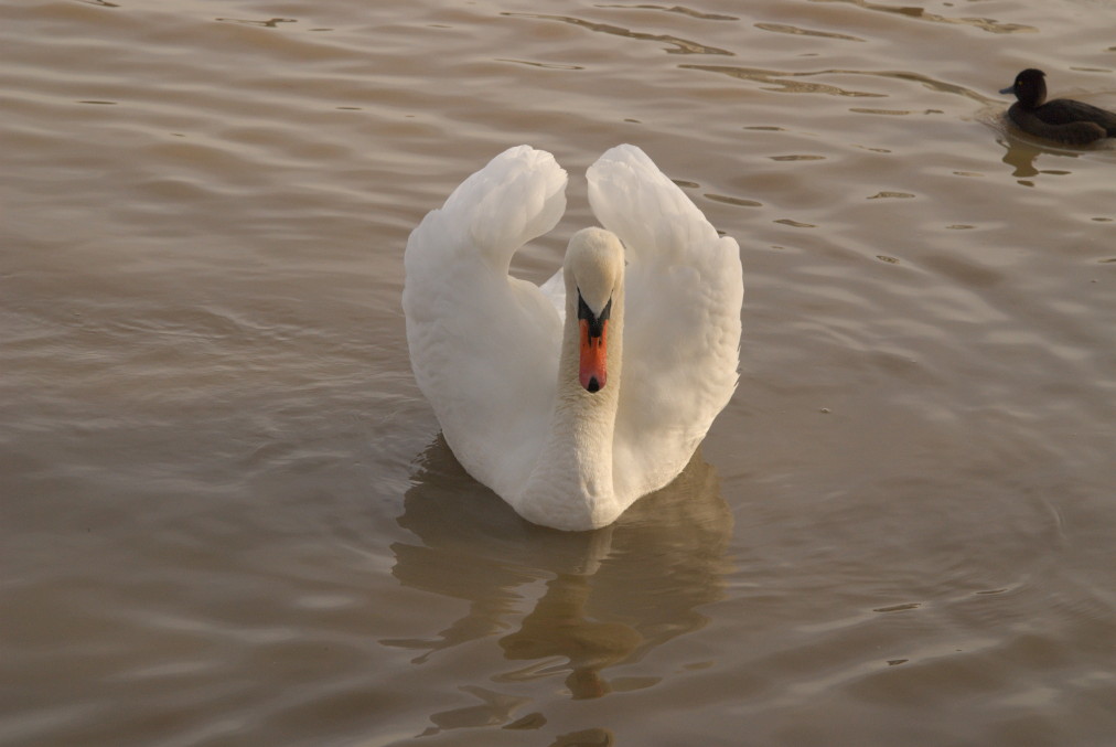 Stolzer Schwan 2