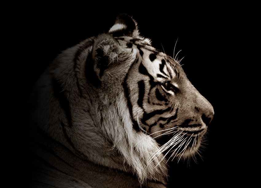Stolzer Tiger