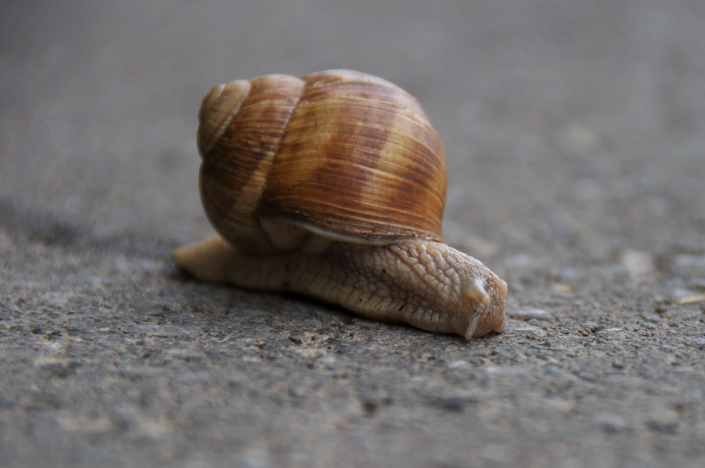Stop - Sie war zuerst auf dem Weg!