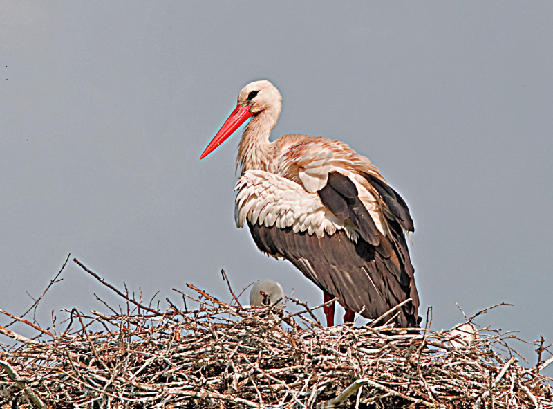 Storch 18 06 2010