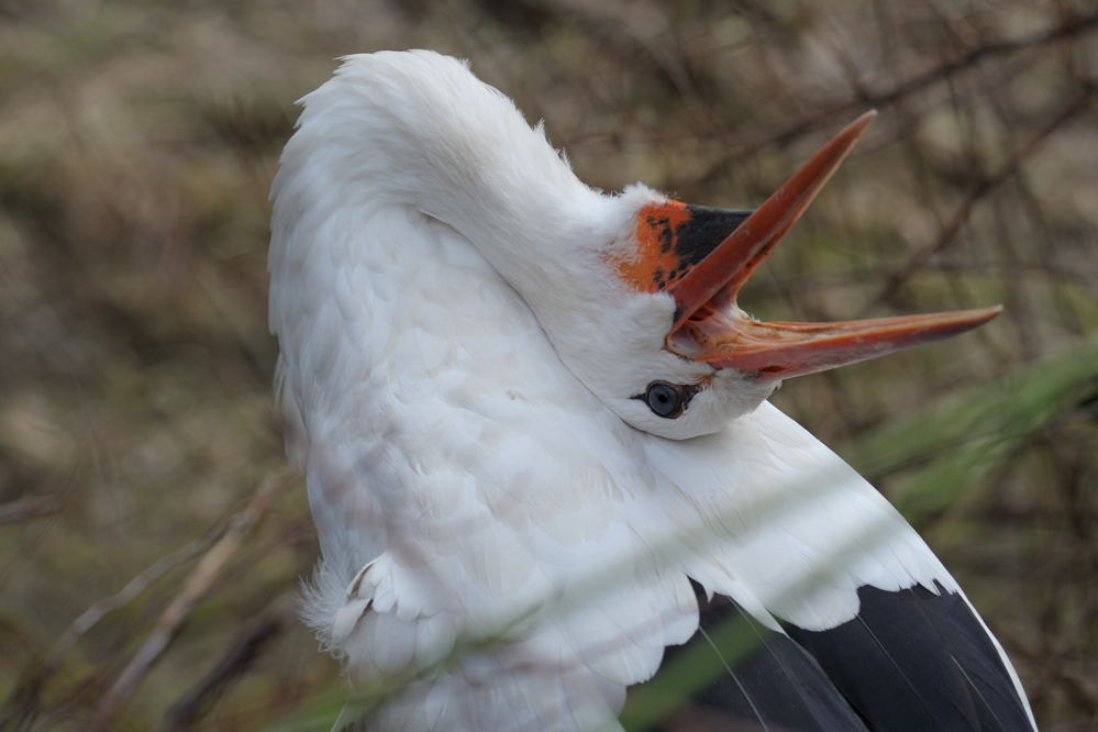 Storch 2