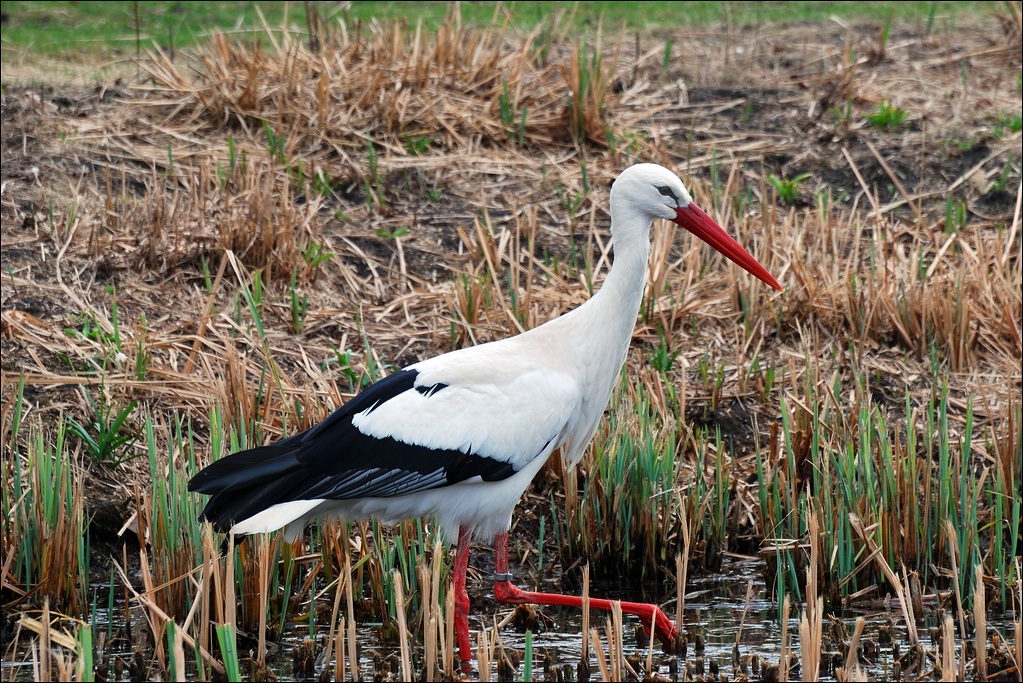 Storch 2012 - 03 - 17