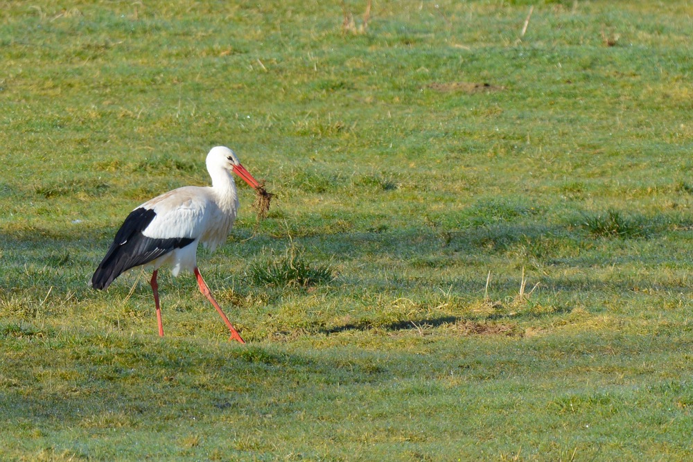 Storch 2015.04