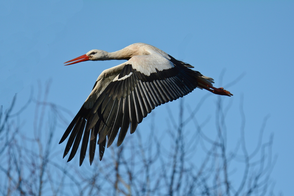Storch 2015.28. 2