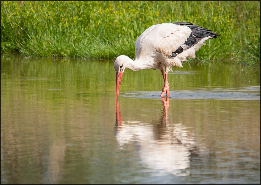 Storch an der Kiebitzwiese