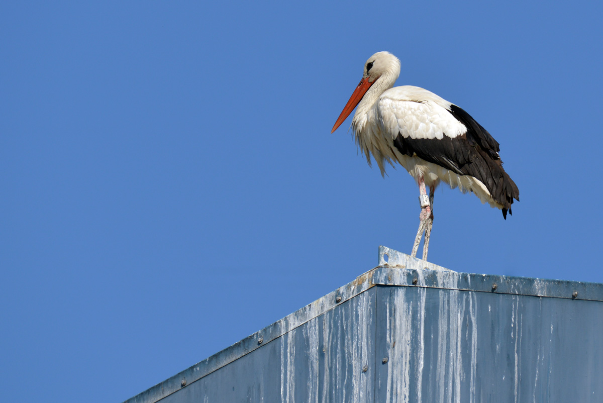 storch auf dem Dach_1200.jpg