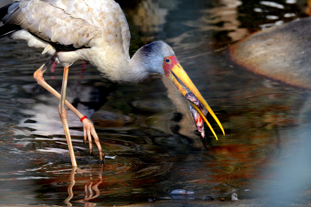 storch fisch 1200