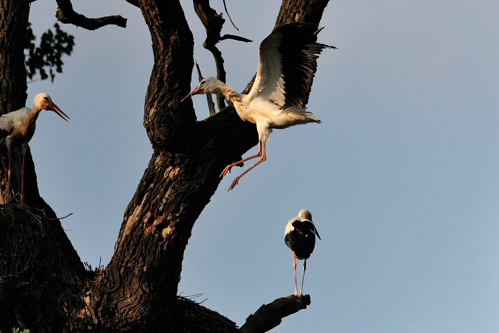 storch II