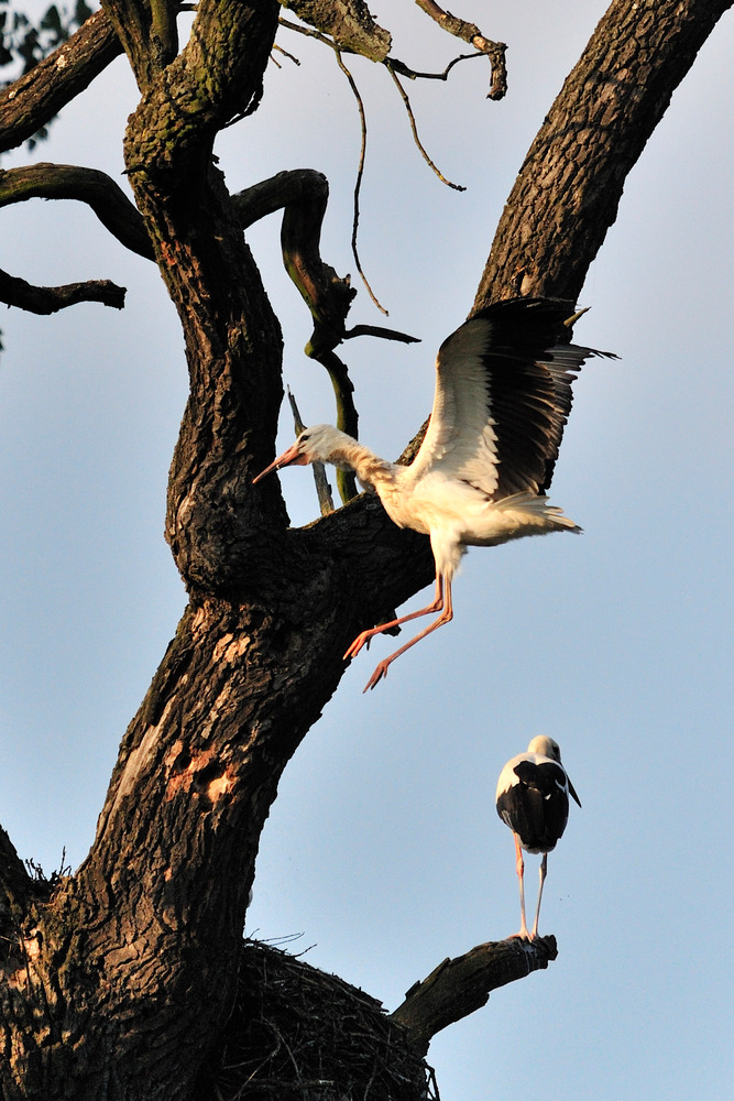 storch III