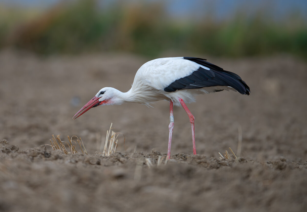 Storch im Acker.jpg