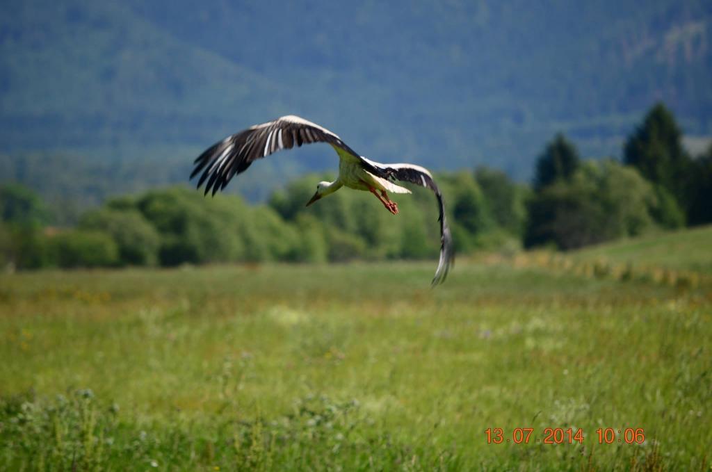 Storch im Flug
