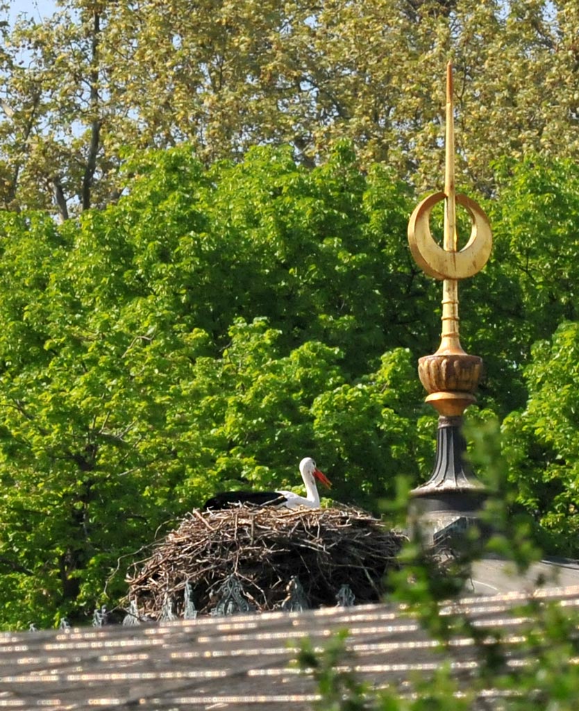 Storch in der Wilhelma in Stuttgart