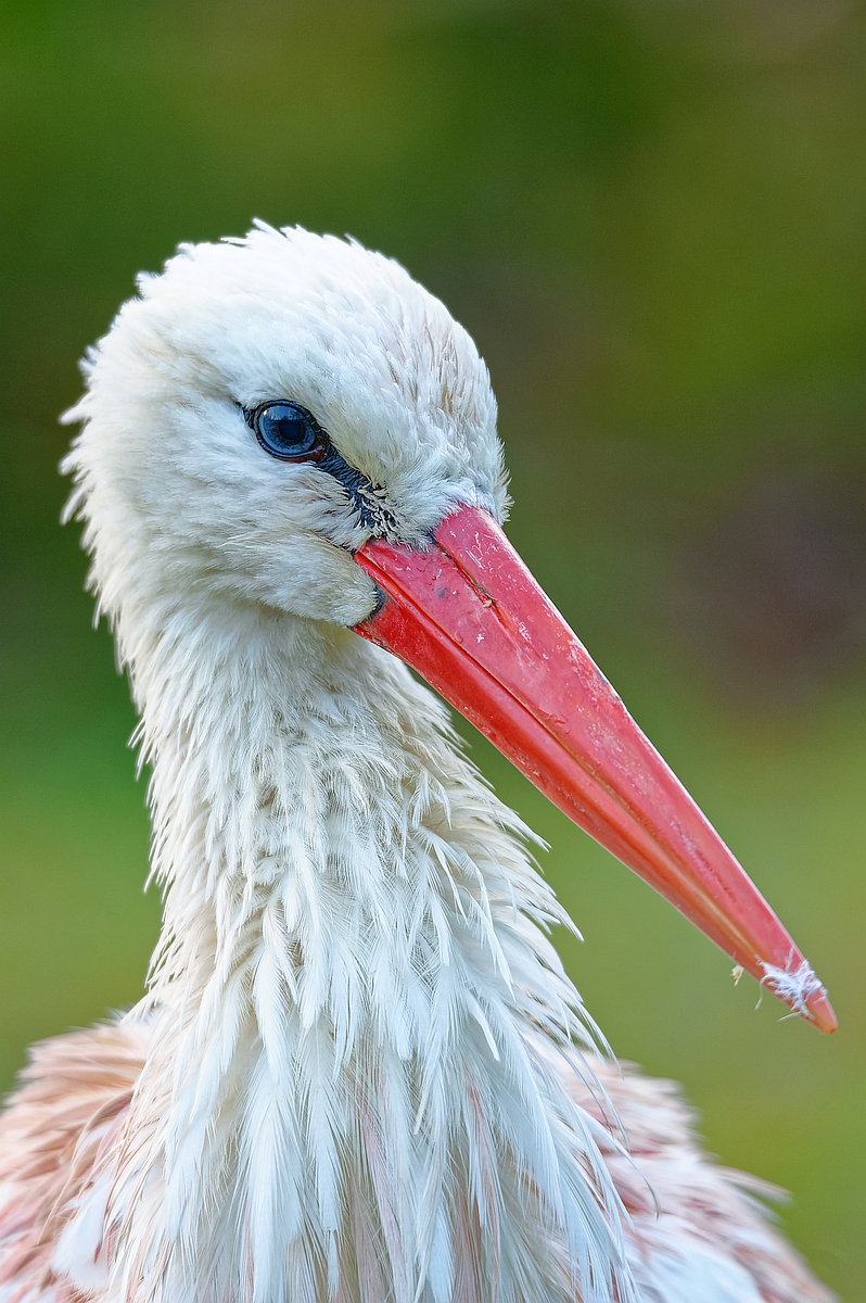 Storch.jpg