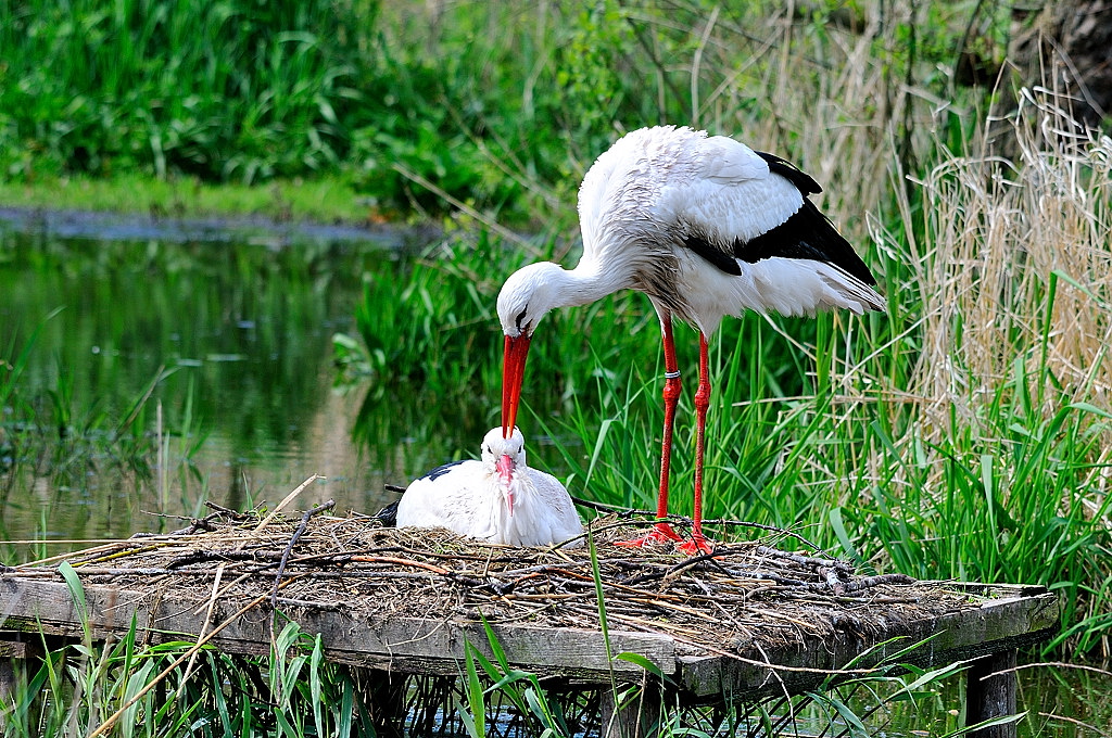 Storch kraulen