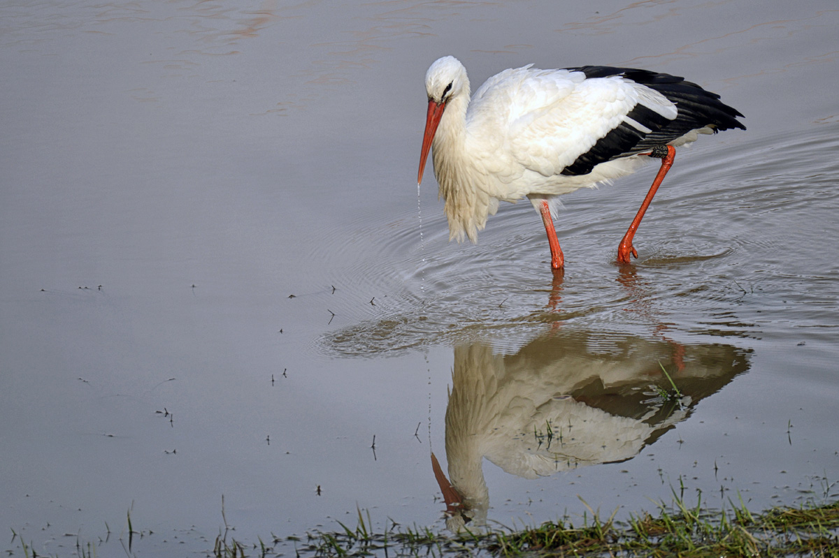 storch neckar 1202