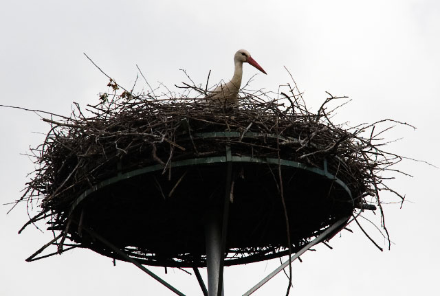 Storch Pfortz 30 05 2010 15 bearbeitet 1