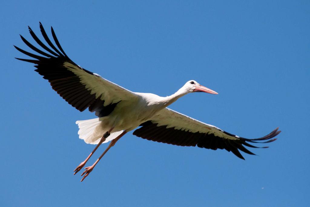 Storch Test 2