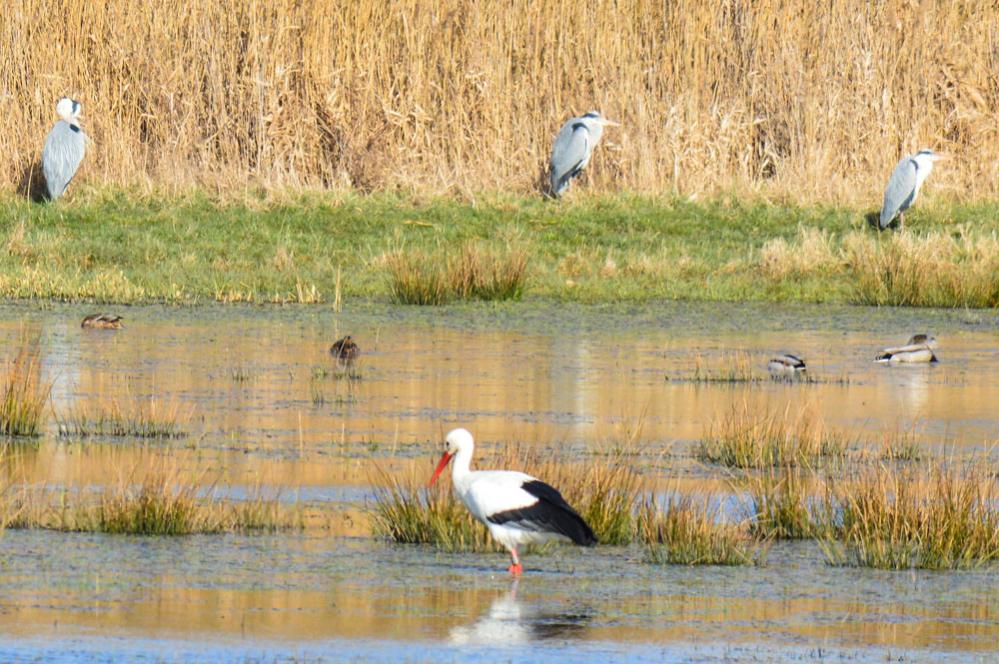Storch und Reiher
