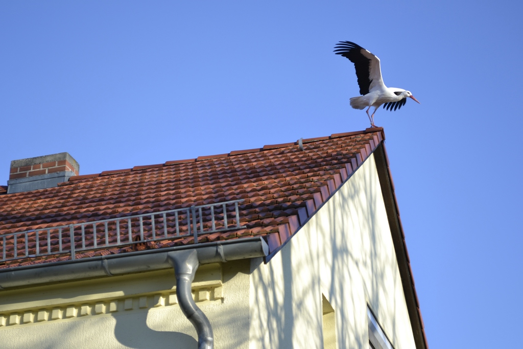 Storch