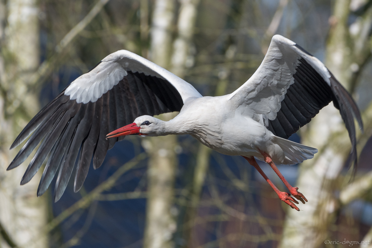 Storch