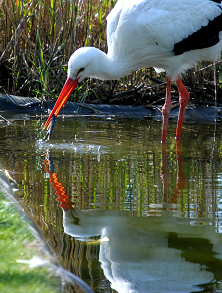 Storch