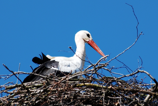 Storch