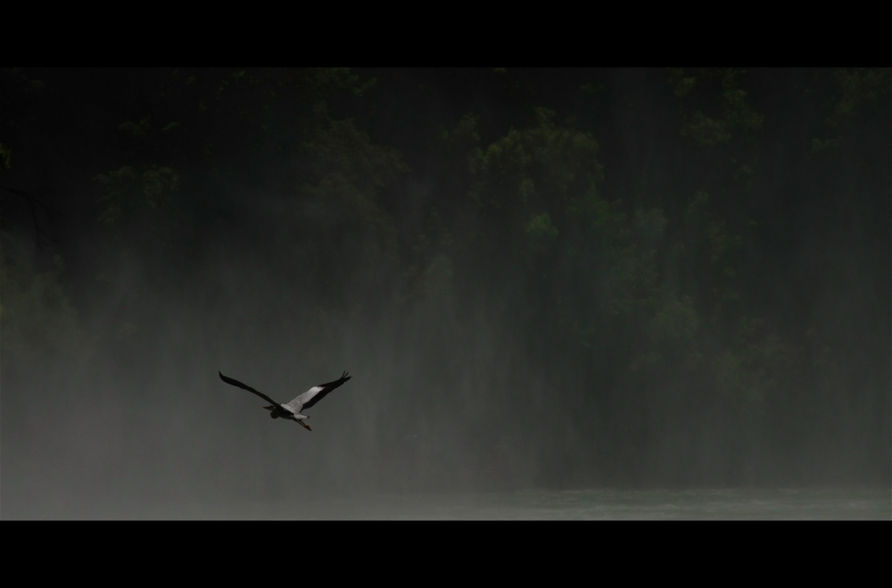 storch