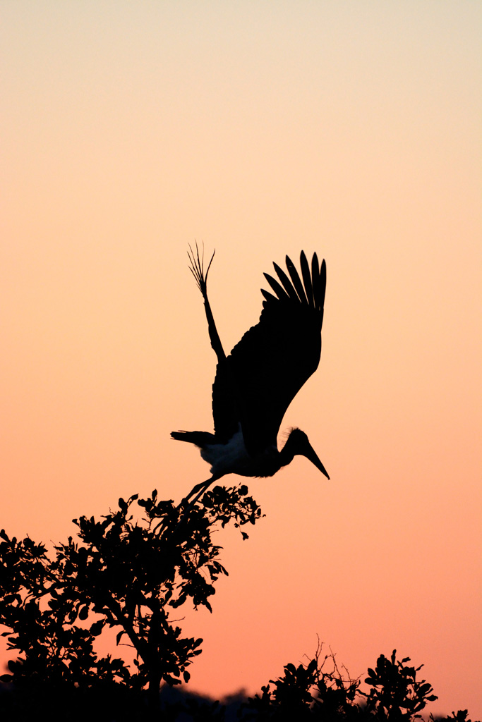 Storch1