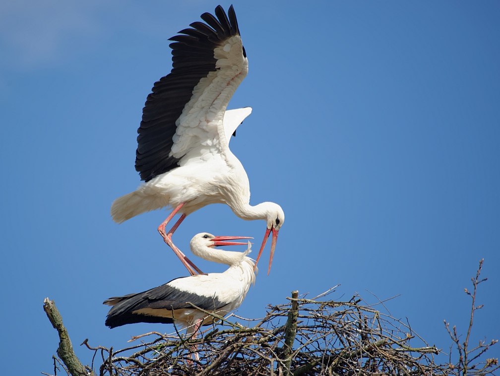 storch14