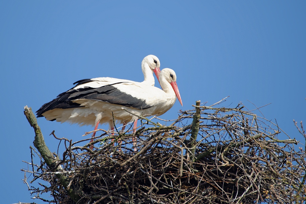 storch15