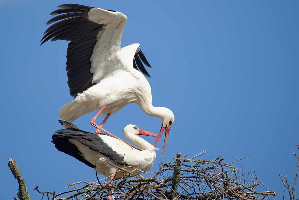storch16