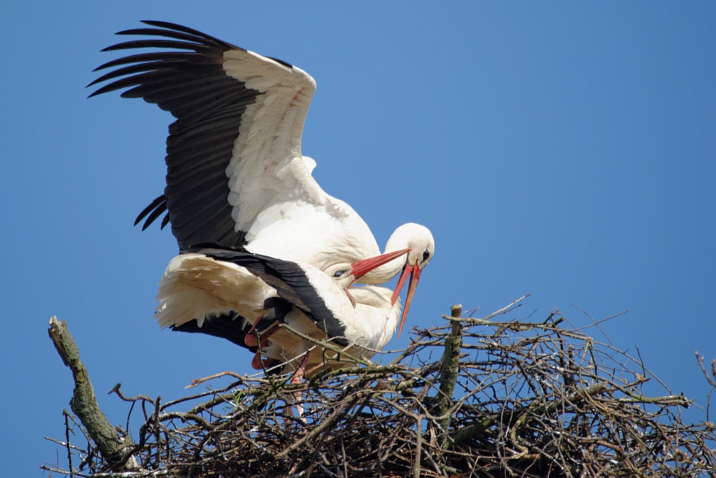 storch17