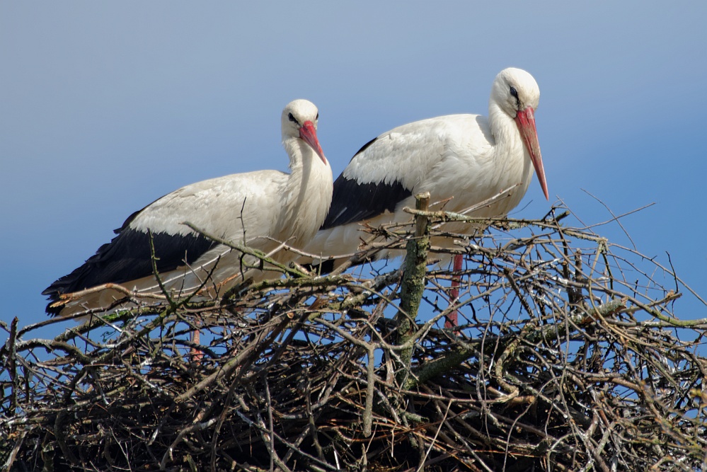 storch18
