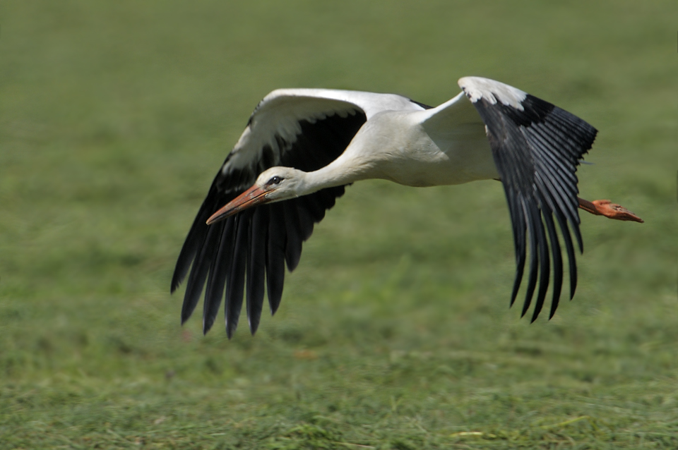 Storch8316d