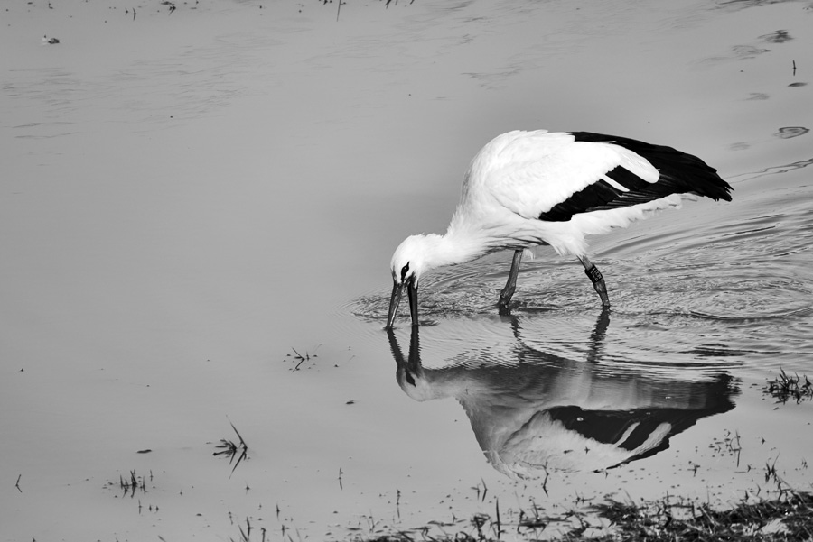 storch_sw_900.jpg