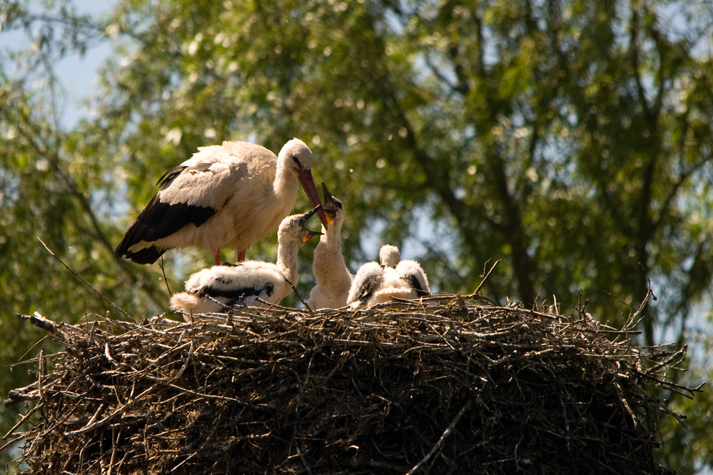 Storchenfamilie