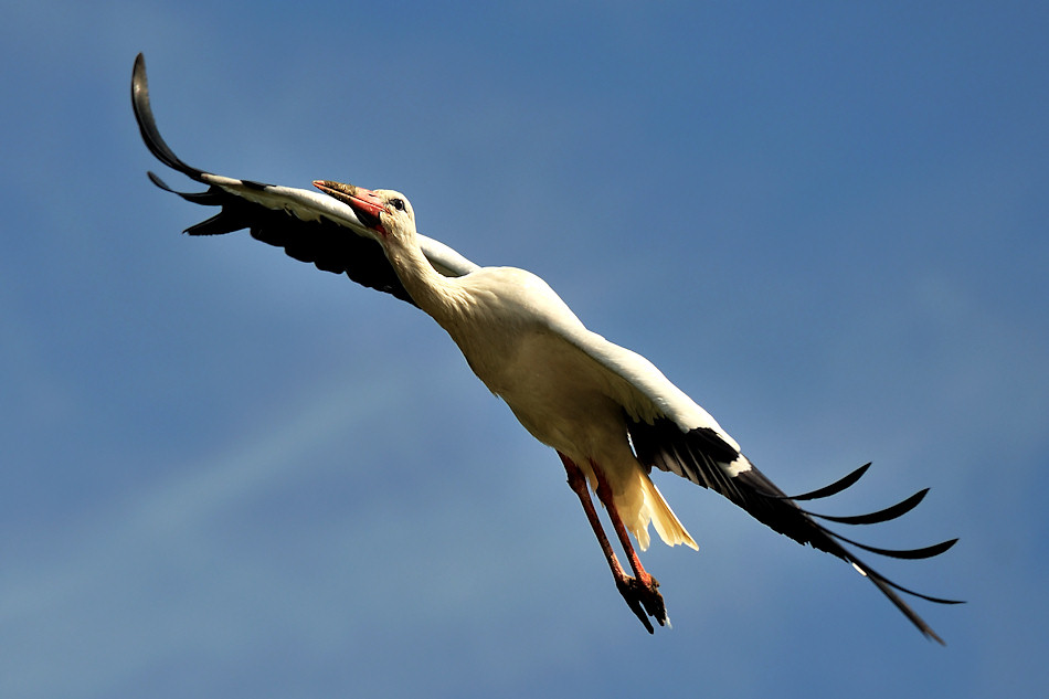 Storchenflug Naturzoo Rheine
