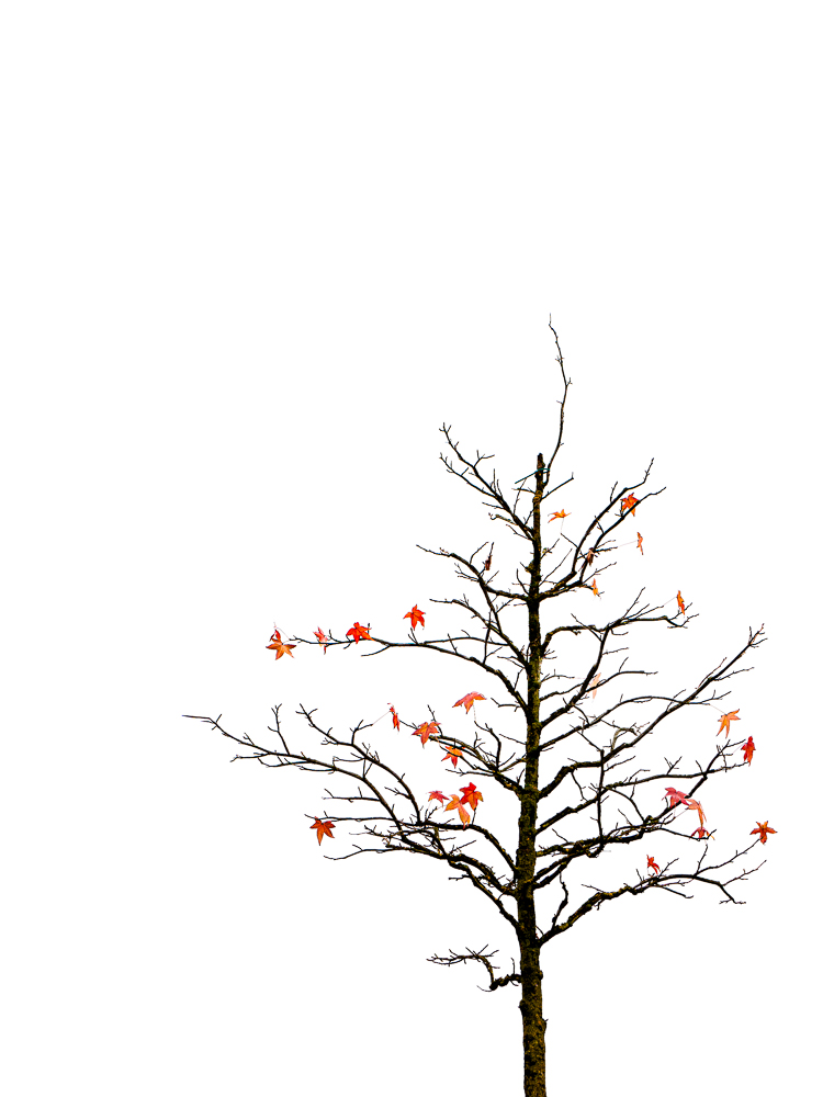 Straßenbaum im November