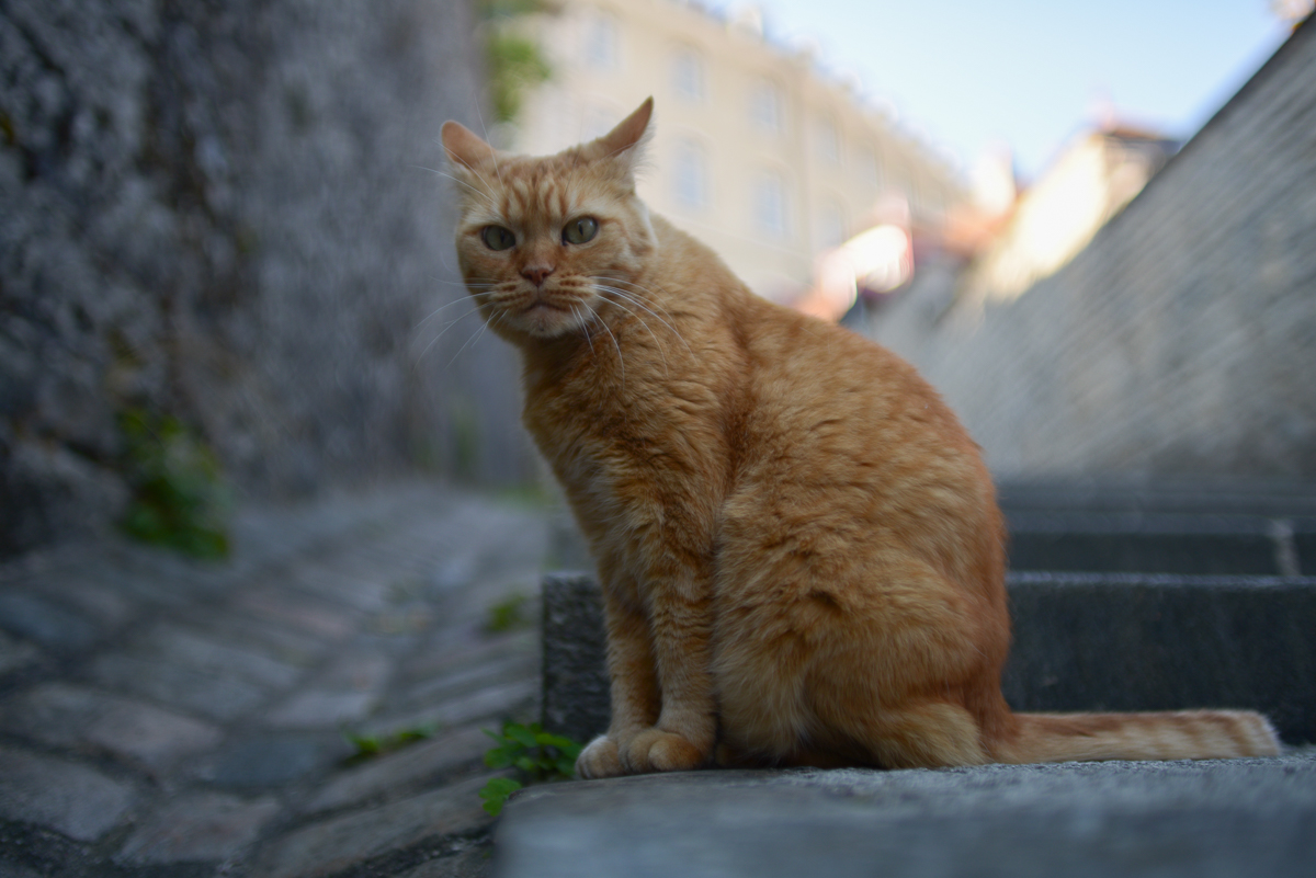 Straßenkatze
