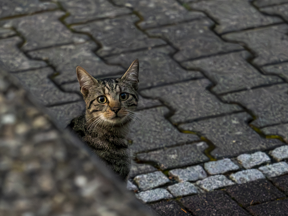 Straßenkatze