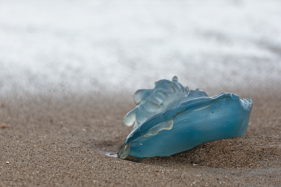 Strandgut II